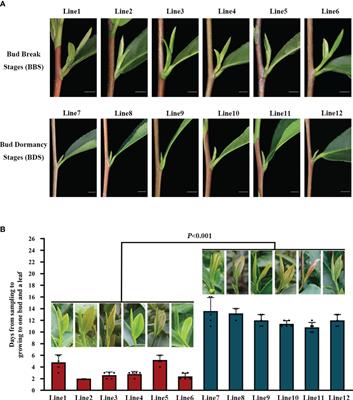 Uncovering the complex regulatory network of spring bud sprouting in tea plants: insights from metabolic, hormonal, and oxidative stress pathways